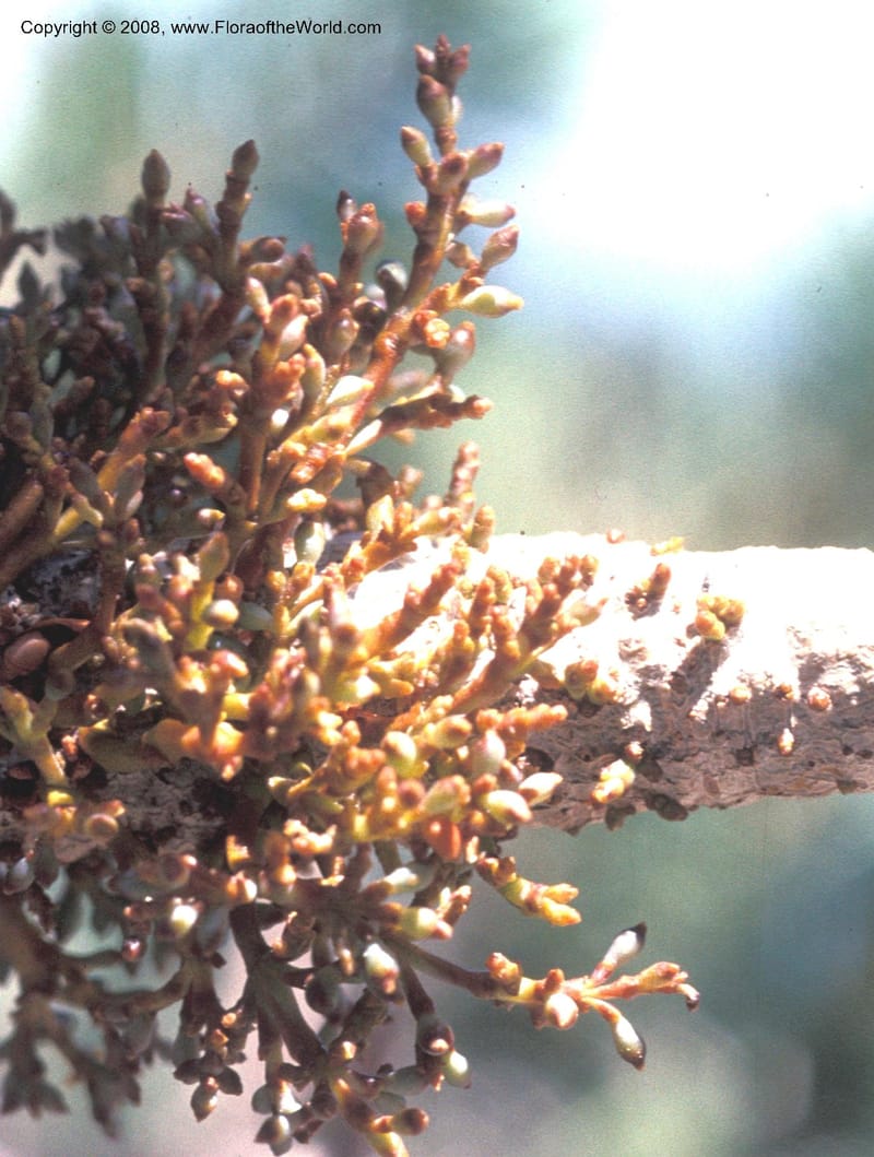Arceuthobium cyanocarpum, Thorne T-12986--CA. San Bern. Co. N slope San Bernardino Peak. 21 Jul 77. 001B.jpg