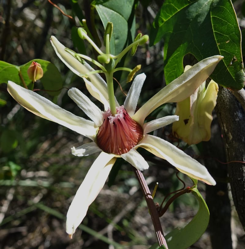 Passiflora aurantia, Davidson, C 13330--Australia. Qld. Jacob's Well. 16 Oct 2016. DSC02498 (86).JPG