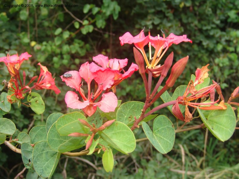Bauhinia galpinii--So. Africa. Mpumalanga. Karino. Whyte Thorne. 19 Mch 05. 178.jpg