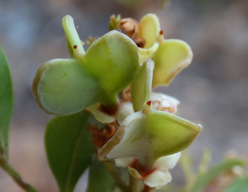 Guioa villosa, Callmander, M 1257--New Caledonia. Tiebaghi. 17 Nov 2015. DSC03437 (211).JPG