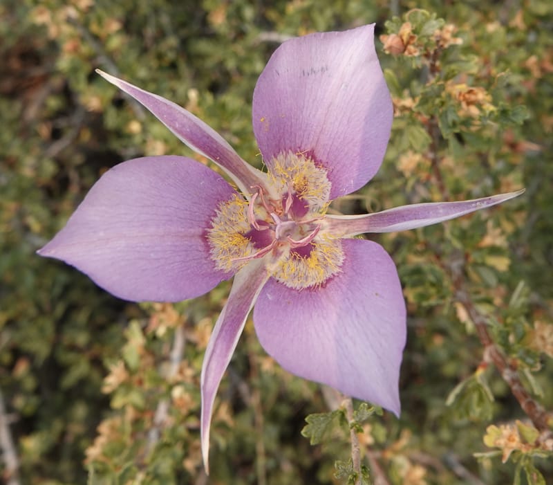 Calochortus macrocarpus, Davidson 14231--OR. Harney Co. Steens Mtn. July 2021. DSC09986 (886).JPG