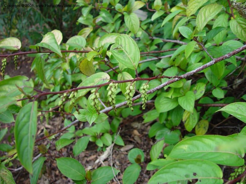 Stachyurus szechuanensis, 95.0473--CA. UC Berkeley Bot. Garden. 11 Feb 03. 029.jpg