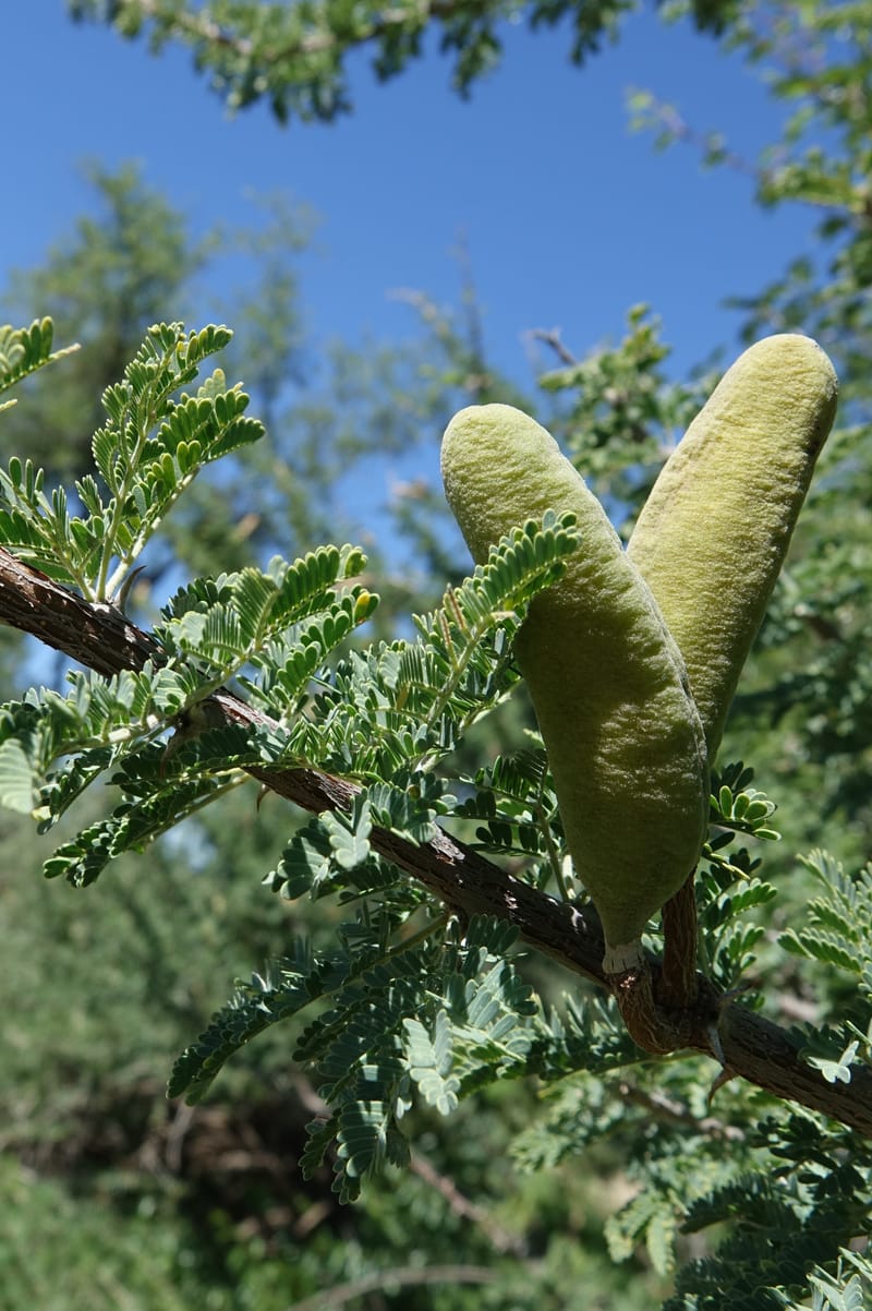 Acacia hebeclada, L. Nanyeni 1229--Namibia. Hwy B1. Odom 59. 25 Mar 2018.DSC03325 (1).JPG