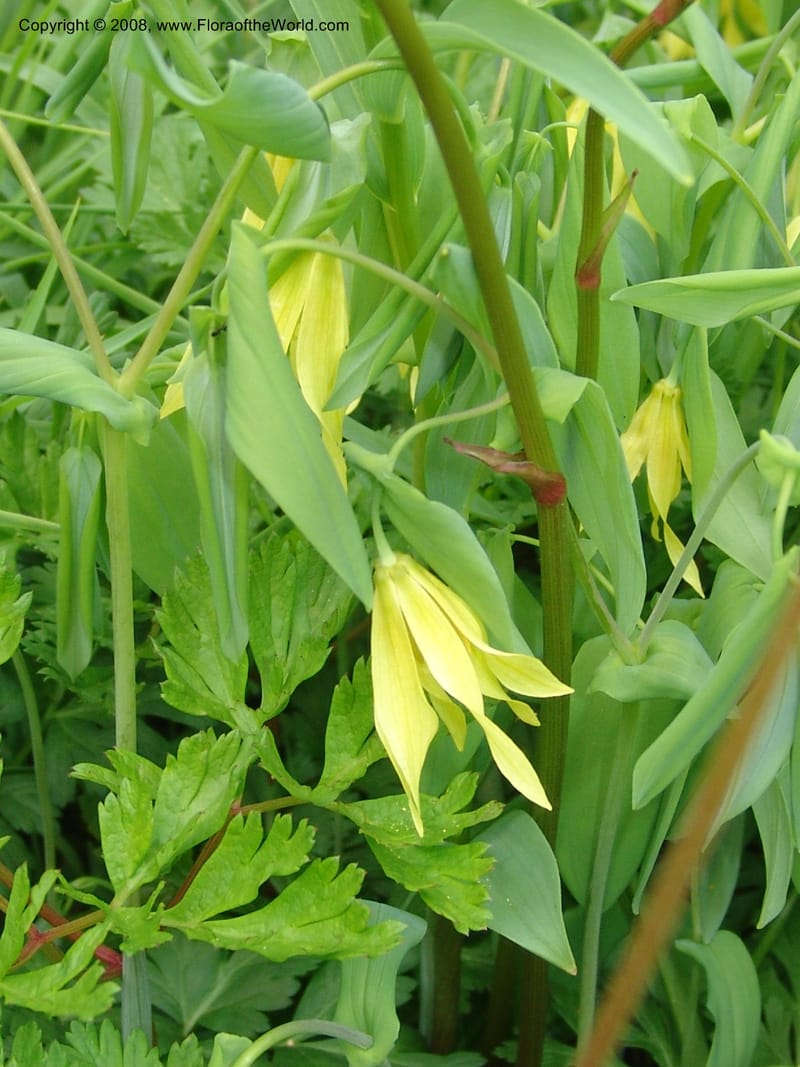 Uvularia grandiflora--France. Paris. Jardin des Plantes. 28 Apr 05. 291.jpg