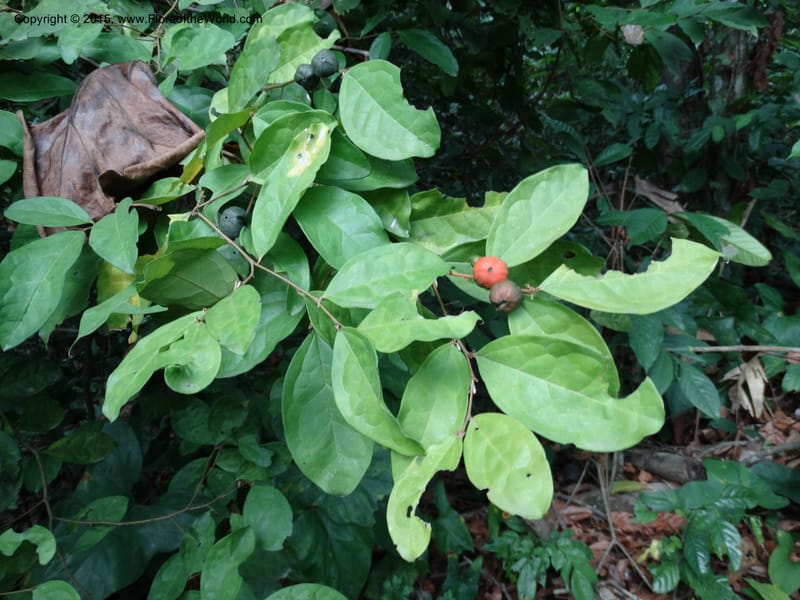 Olax, Davidson, C 12344--Cameroon. Mokoko For. Res. 20 Mar 2014. DSC02622 (318).JPG