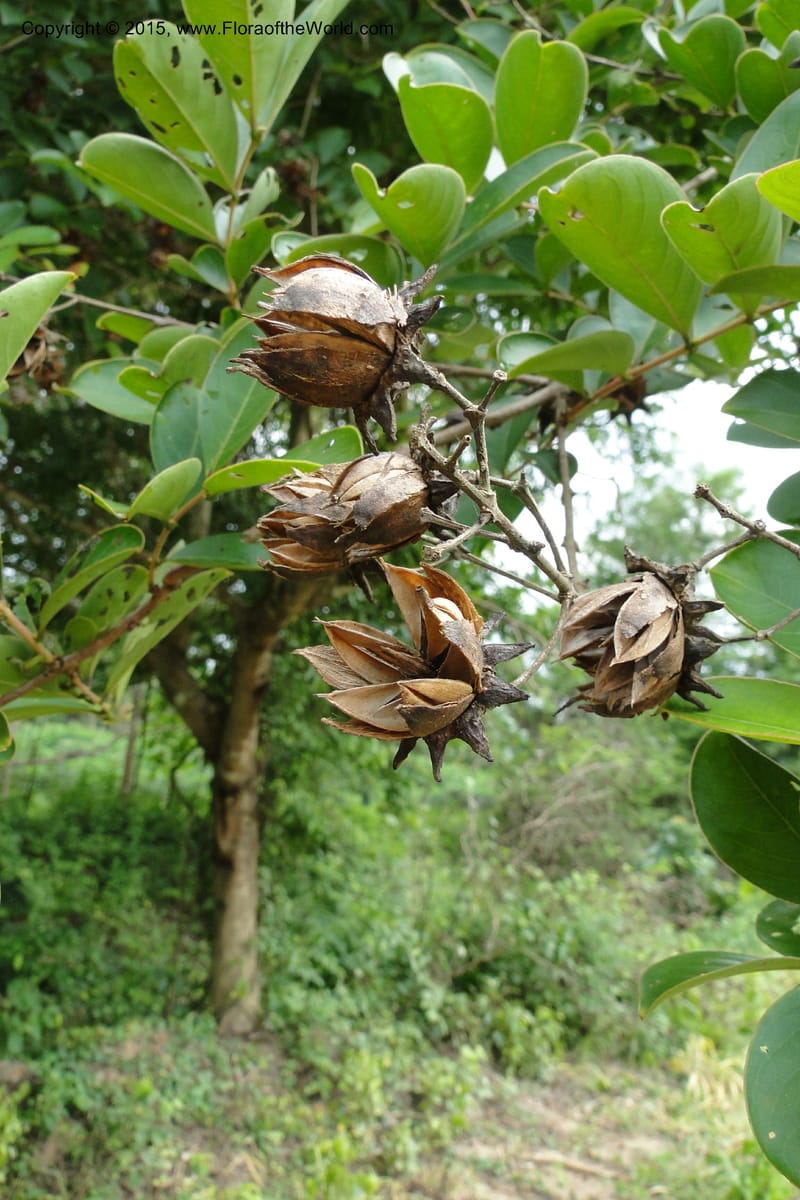 Lagerstroemia, Regalado 1970--Viet Nam. Forest Block 19. 15 May 2011. 248 (6).jpg