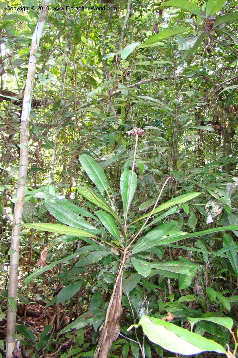 Angostura, RVasquez35042--Peru. Loreto. Dto. Iquitos. Res. Allpahuayo-Mishana. 19 Nov 08. 304.jpg