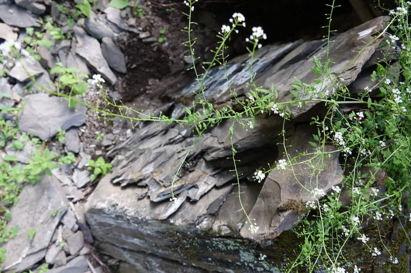 Yinshania acutangula subsp. wilsonii, C. Davidson 13755--China. Sichuan. Yibailingba-gou. 12 Aug 2017. DSC04660 (672).JPG