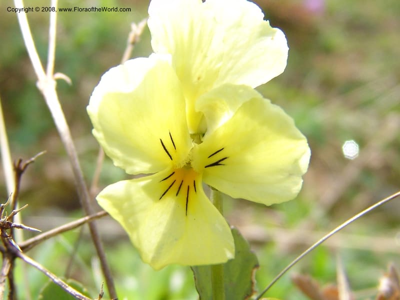 Viola oreades--Georgia. Vic. of Tskhrats'karo Pass. 7 Jun 05. 031.jpg