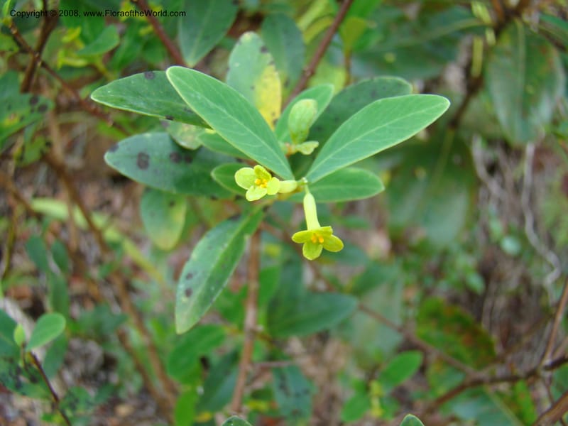 Wikstroemia indica, not coll.--New Caledonia. Monts Dzumac. 20 Nov 07. 041.jpg