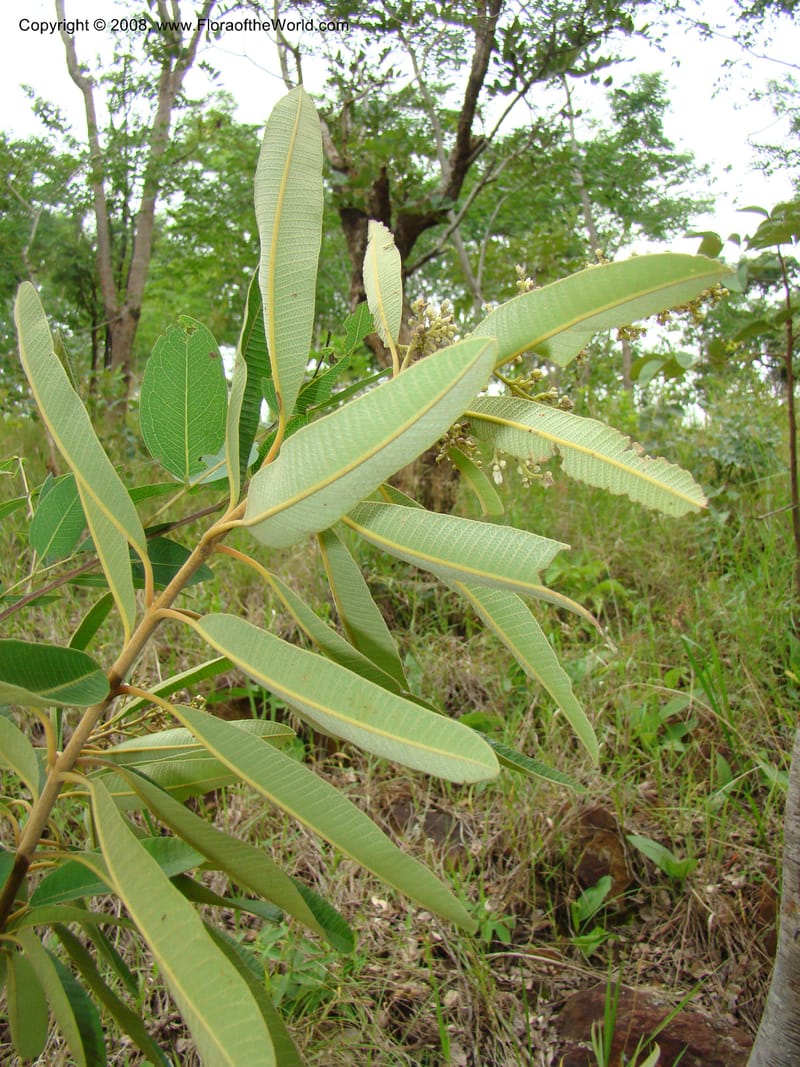 Ozoroa insignis ssp reticulata, RGereau7042--Tanz. Mbeya Rural Distr. Utengule Coffee Lodge. 26 Jan 08. 121.jpg