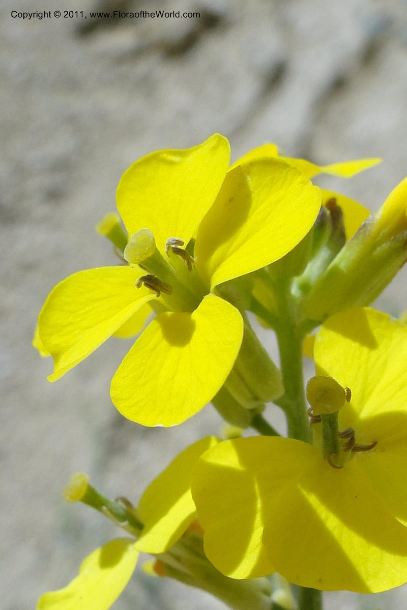 Erysimum capitatum, C. Davidson 11851--Oregon. Malheur Co. Leslie Gulch. 30 June 2011. 161 (7).jpg