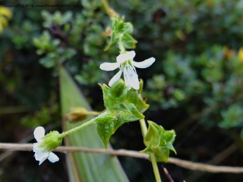 Cerastium, Ulloa, C 2388--Ecuador. Azuay. Matanga. 2 Oct 2012. DSC06351 (276).JPG