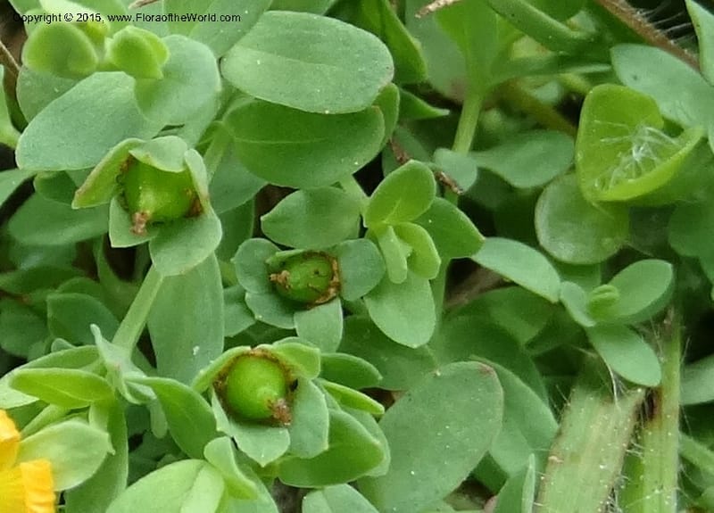 Hypericum anagalloides, Davidson, C 12613--ID. Valley Co. Squaw Meadows. 21 Jul 2014. DSC01008 (7).JPG