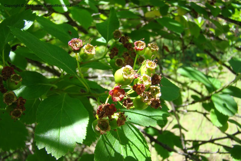 Crataegus douglasii, C. Davidson 11396--Idaho. Idaho Co. Salmon River. Shepp Ranch. 28 May 2009. 098.jpg