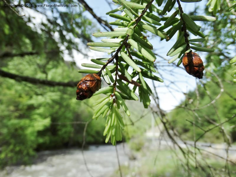 Tsuga chinensis, Boufford, D 43658--China. Sichuan. SuoLuoGou Village. 10 May 2014. DSC04925 (10).JPG
