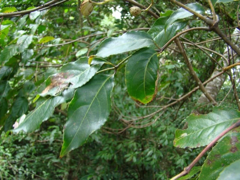 Turpinia occidentalis, NMartinezM2410--MX. Chiapas. Cta. Guapilla-Tapalapa. 13 Sep 08. 187.jpg
