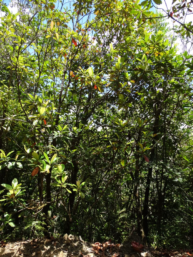 Quintinia major, Lowry, P 7373--New Caledonia. Mont Dzumac. 12 Nov 2015. DSC01563 (281).JPG