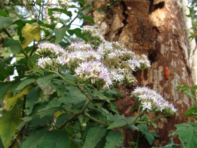 Vernonia--Kenya. Limuru. Garden of Sue Brown. 10 July 04. 068.jpg
