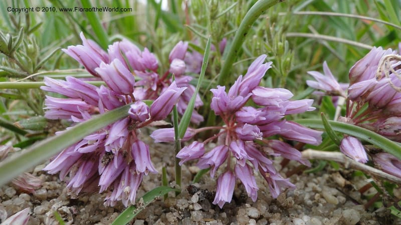 Allium aasiae, not coll.--Idaho. Ada Co. artwright Rd. 22 April 2010. 193 (2).jpg