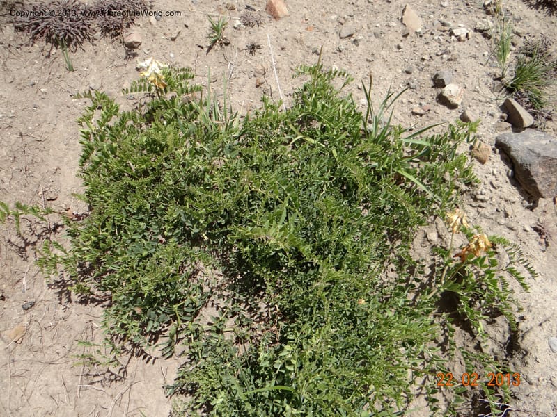 Vicia nigricans, W. D. Stevens 34199--Chile, 2.6 km W La Laguna Maule, 22 Feb 2013  9660 (9).JPG