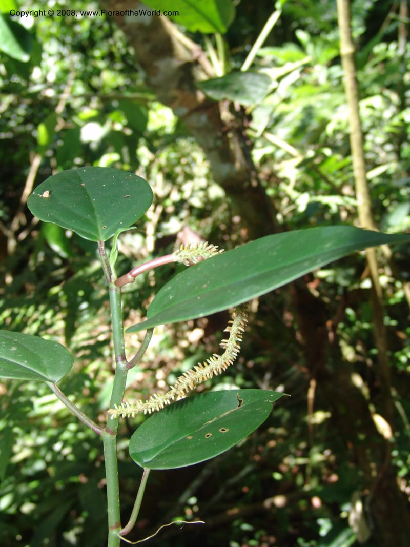 Pepeomia, AAraujoM1249--Bolivia. Pq. Nac. Madidi. Chalalan. Send. Anta. 30 Nov 04. 236.jpg