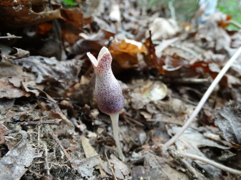 Asarum arifolium, Davidson, C 13035--Georgia. Stephens Co. Panther Cr. 18 May 2015.  (59).JPG