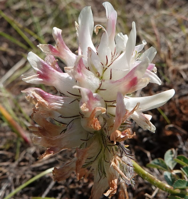 Trifolium macrocephalum, C. Davidson 13789--Oregon. Wallowa Co. Upper Camp Creek Canyon. 5 Jun 2018. DSC05225 (8).JPG