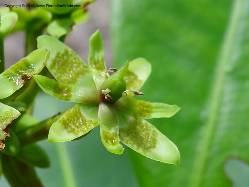 Tetramerista glabra, SAN.153201--Sabah. Klias Forest Reserve. 3 Apr 2012. DSC06489 (101).JPG