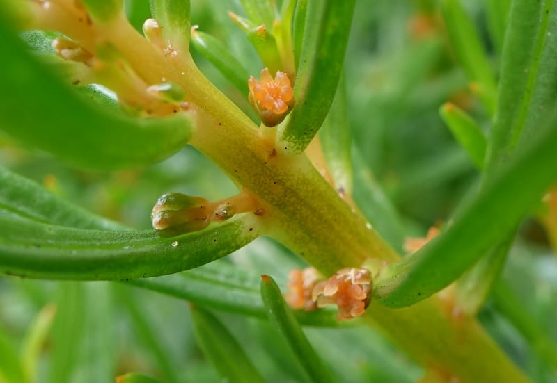 Gyrostemon sheathii, Davidson, C 13516--Australia. W.A. Torndirrup N.P. Frenchman Bay Rd. 30 Oct 2016. DSC06898 (52).JPG