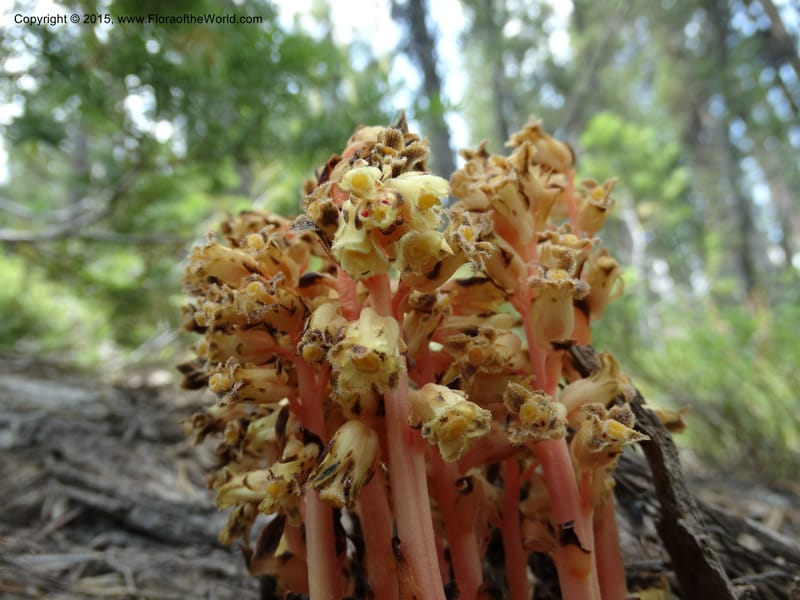 Monotropa hypopitys, Davidson, C 12626--ID. Idaho Co. S of Steamboat Summit. 5 Aug 2014. DSC00156 (149).JPG