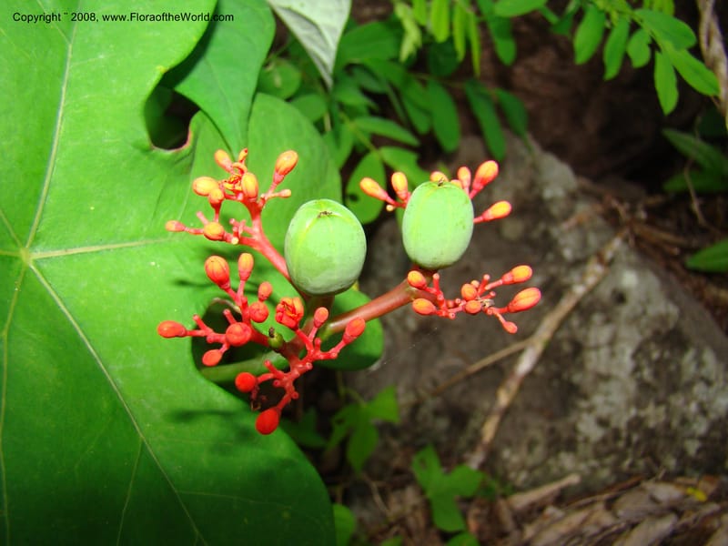 Jatropha podagrica, not coll.--Nicaragua. Esteli. Rd to Miraflores, N of Esteli. 17 Jun 08. 049.jpg