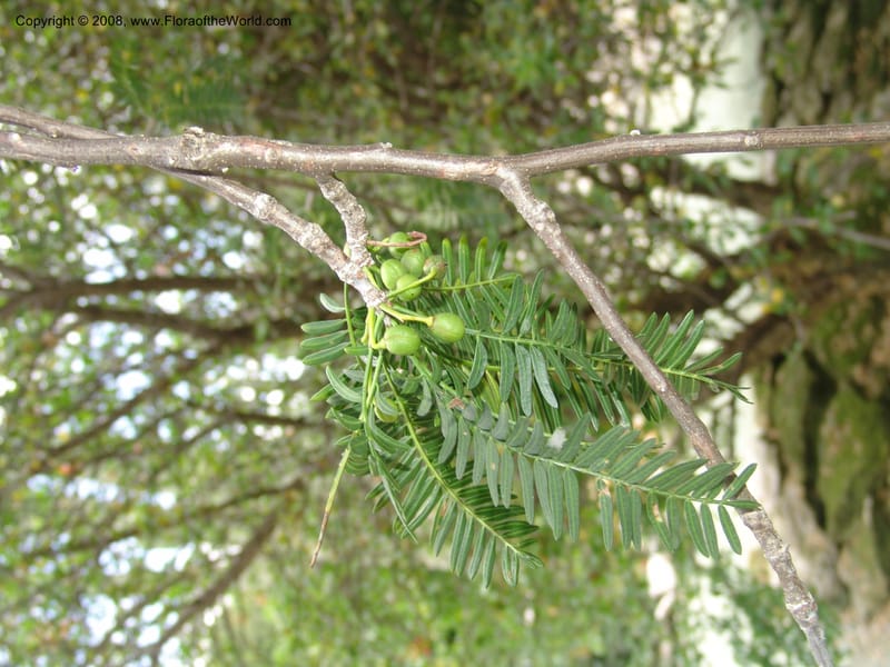 Bursera morelensis, 1507 C--MX. Oaxaca. Oaxaca. Jardin Etnobotanico. 5 Aug 2007. 415.jpg