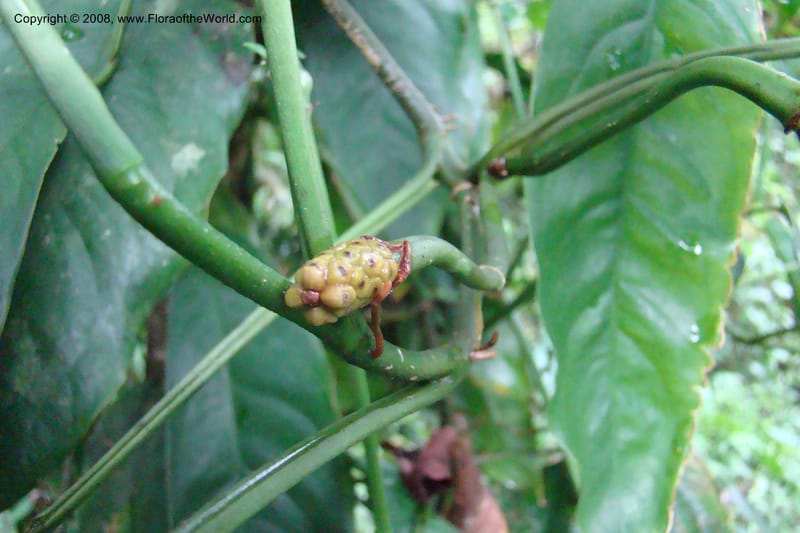 Culcasia falcifolia, WKindeketa2987--Tanz. Rungwe Distr. Rungwe For. Res. 24 Jan 08. 174.jpg