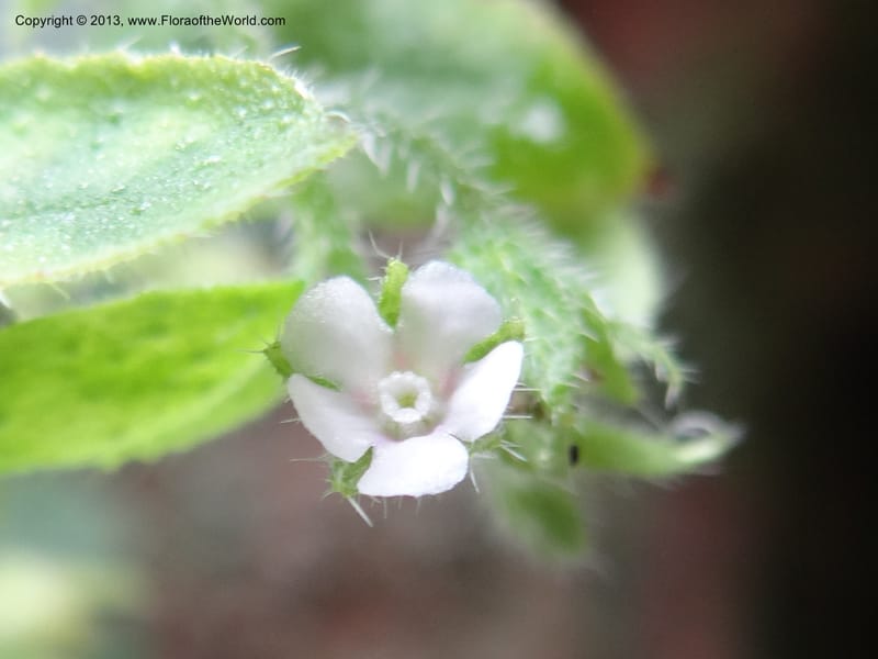 Bothriospermum secundum, Davidson, C 12018--China. Anhui Prov. Qiyun Shan. 7 Jun 2012. DSC01929 (118).JPG