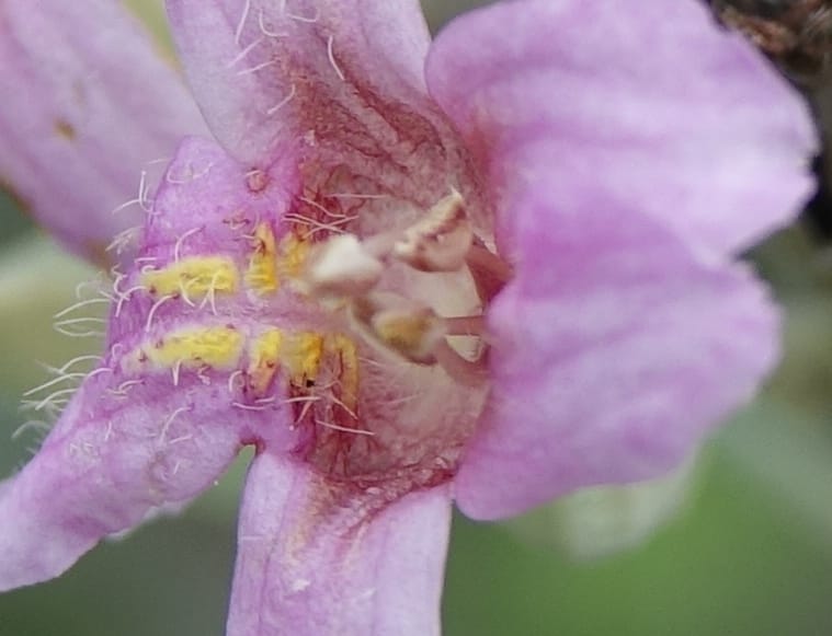 Petalidium ohopohense, L. Nanyeni 1285--Namibia. Hwy 3031. Odom 155. 31 Mar 2018. DSC04738 (12).JPG