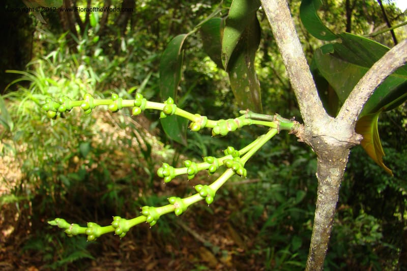 Gnetum, Regalado 1754--Viet Nam. Thua Thien Hue Prov. Phu Loc Distr. Bach Ma. 13 Apr 09. 445.jpg