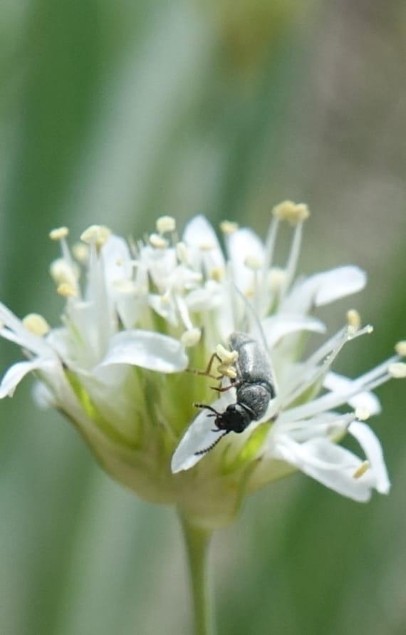 Eremogone congesta, C. Davidson 13712--ID. Boise Co. Scott Mtn. L.O. rd. 15 July 2017. DSC03279 (127).JPG