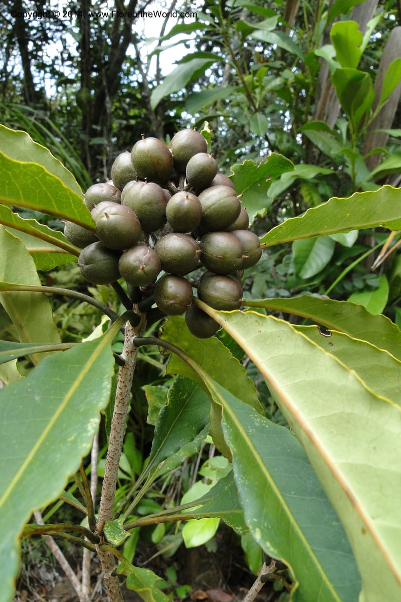 Pittosporum, J. Munzinger 6590--New Caledonia. Mine St. Louis Boulinda. 18 Feb 2011. 070 (3).jpg