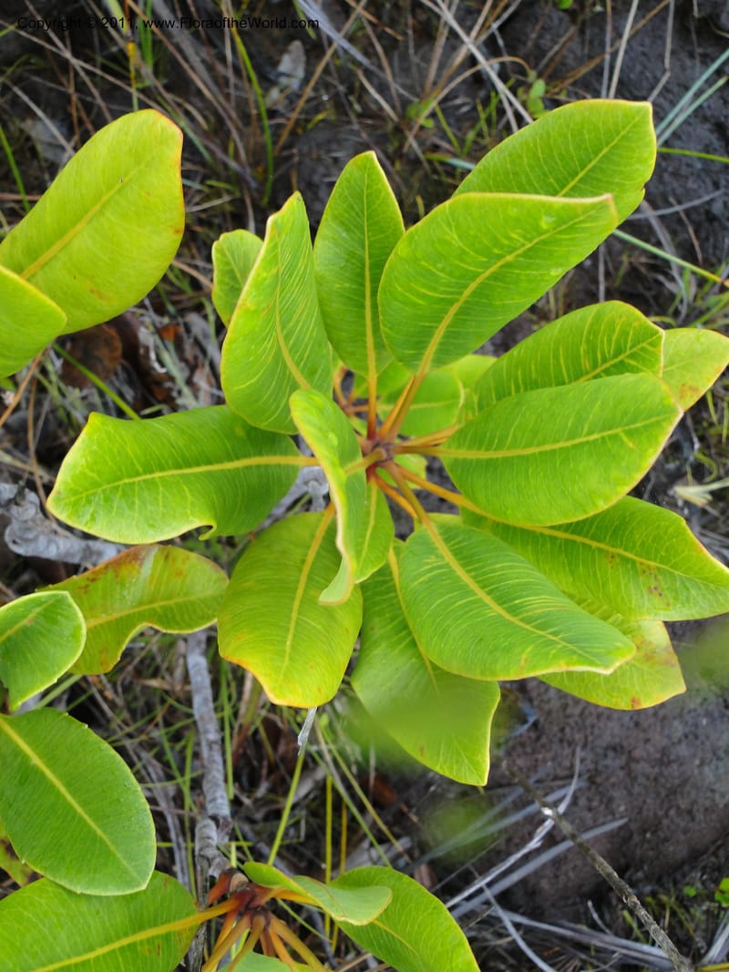 Myodocarpus, P. Lowry 7188--New Caledonia. Plaine des Lacs. NW of Grand Lac. 21 Jan 2010.1580 (4).JPG