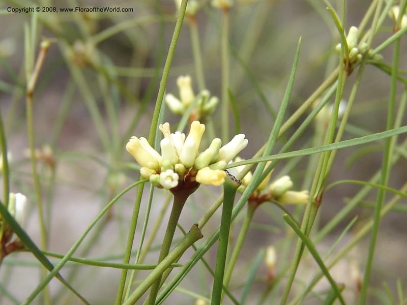 Secamone minutiflora, Z.Rogers816--Madag. Prov. Fianar. Parc Nat. Isalo. 12 Jan 06. 185.jpg