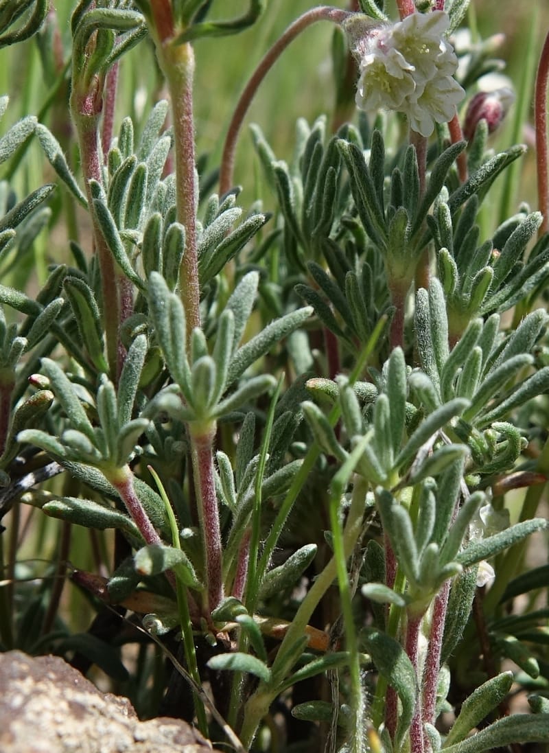 Eriogonum thymoides, C. Davidson 13549--ID. Blaine Co. Rock Creek Preserve. TNC. 13 May 2017. DSC00171 (167).JPG