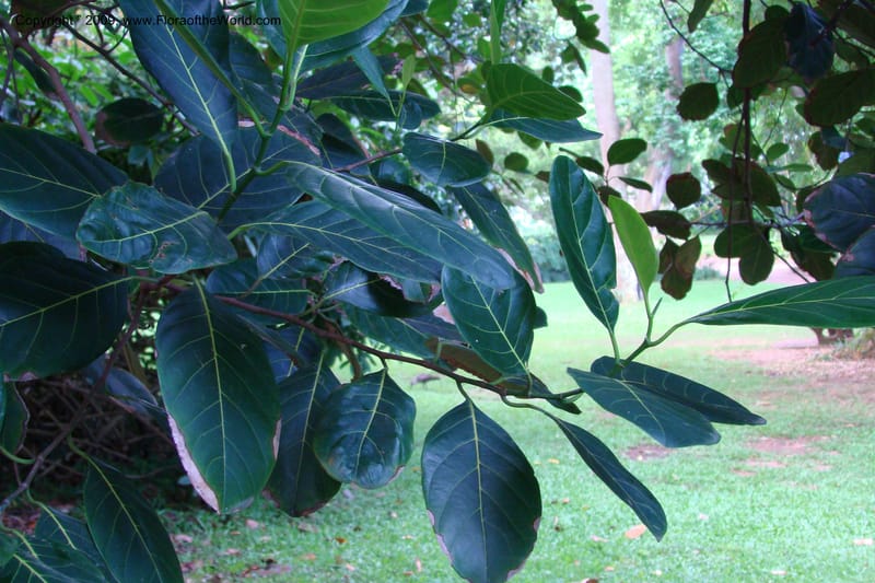 Artocarpus heterophyllus--South Africa. Durban Botanical Garden. 30 Jan 09. 321.jpg