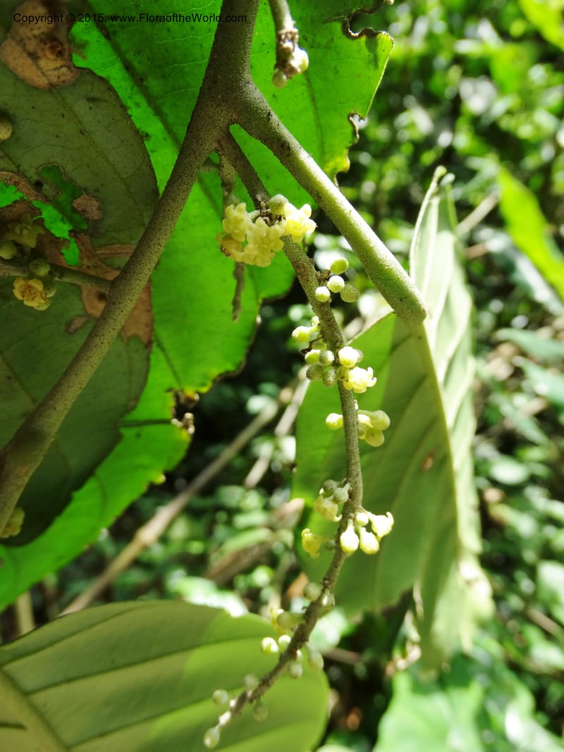 Octoknema, Davidson, C 12386--Cameroon. Bakengili Trail, Mt. Cameroon. 24 Mar 2014. DSC03587 (238).JPG