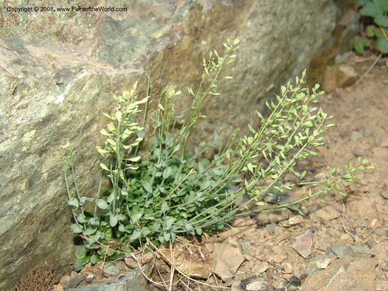 Thlaspi fendleri, CDavidson11131--Idaho Co. Hell's Can. Nat. Rec. Area. Heaven's Gate. 20 Jul 07. 090.jpg