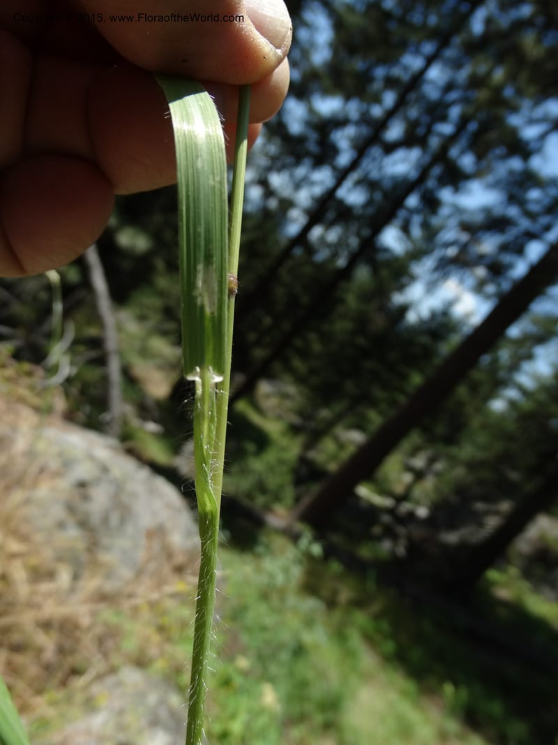 Bromus anomalus, Davidson, C 12563--Idaho. Valley Co. Payette Lake. Sylvan Beach. 12 Jul 2014. DSC09429 (158).JPG