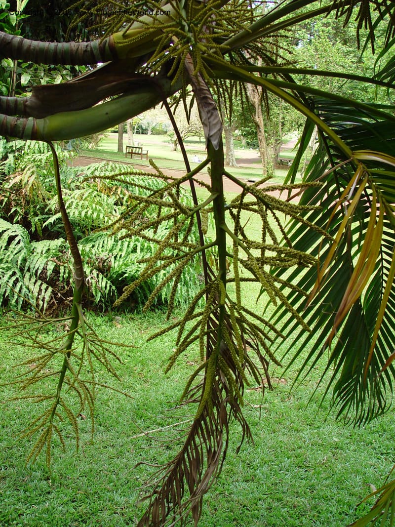 Chrysalidocarpus lucubensis--So. Africa. Durban Botanic Garden. 24 Nov 02. 107.jpg
