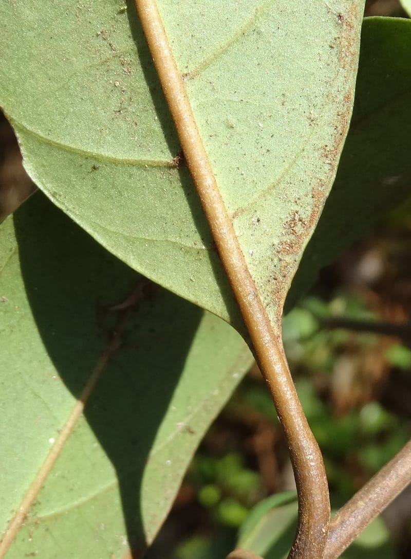 Atractocarpus, Gildas no.--New Caledonia. PinPin. 20 Nov 2015. DSC03938 (567).JPG