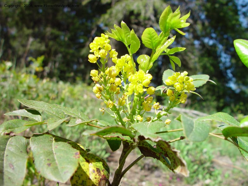 Berberis repens--ID. Valley Co. Payette Lake. 12 Jun 03. 118.jpg