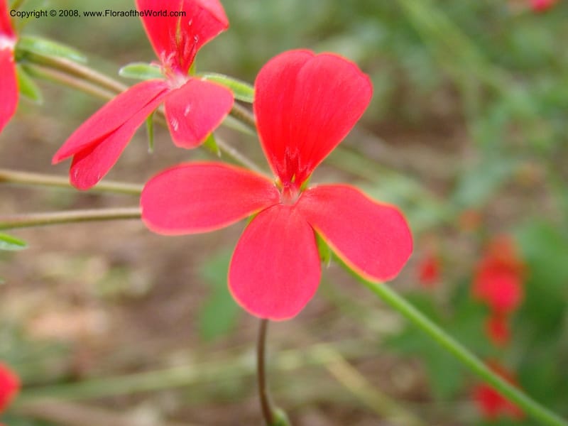 Pelargonium tongaense-- So. Africa. Lowveld Nat. Bot. Gard. 14 Mch 05. 040.jpg